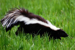 skunk-smell-remover