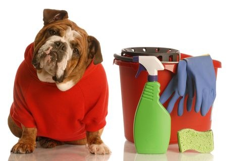 How to Remove Pet Urine